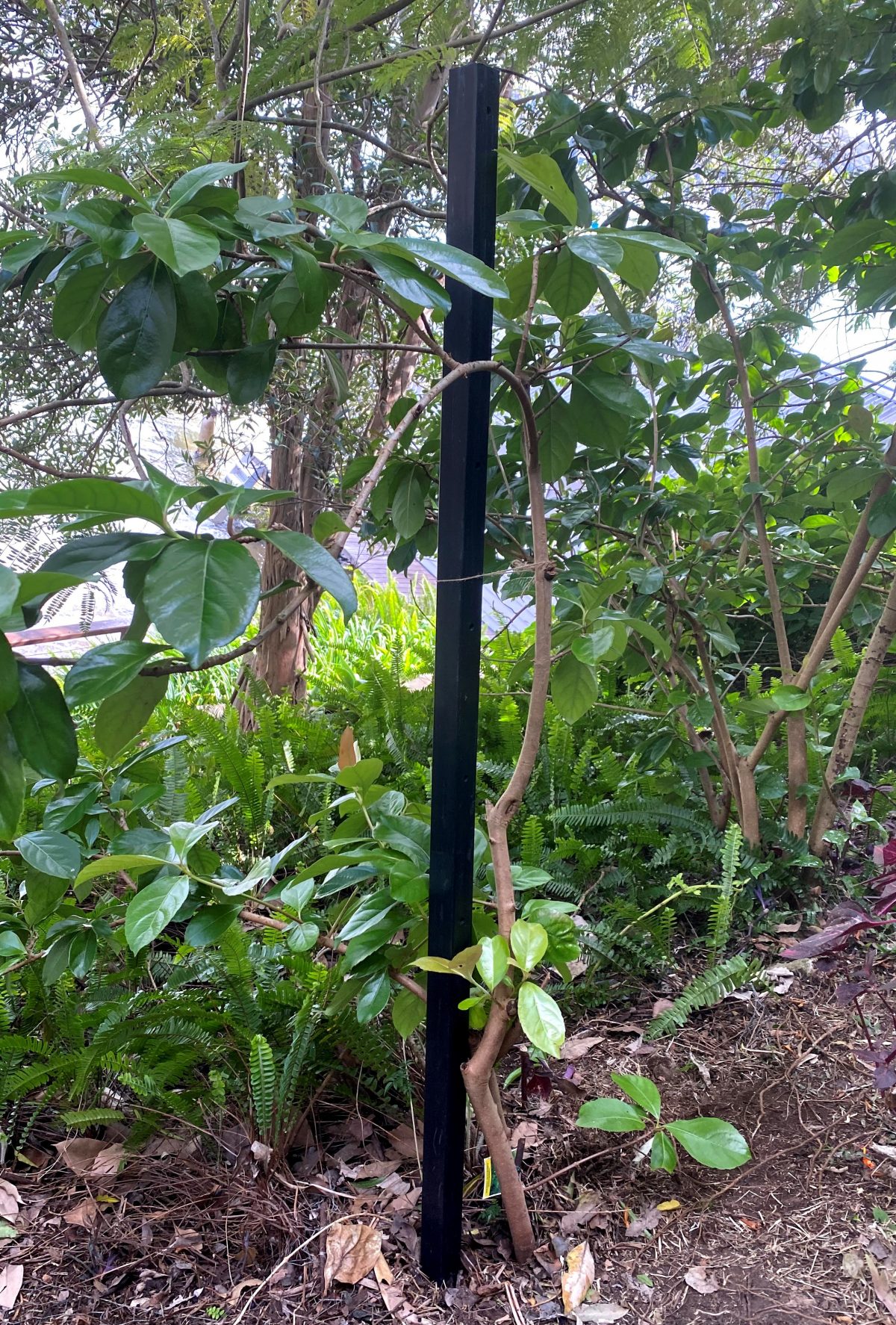 Garden or Tree Planting Stakes- 300mm to 1800mm x 38mm x 38mm – No ...