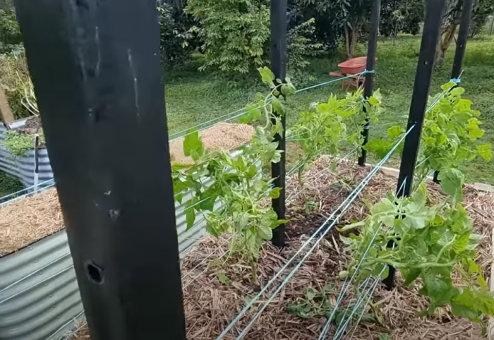 Tomato Stakes recycled plastic