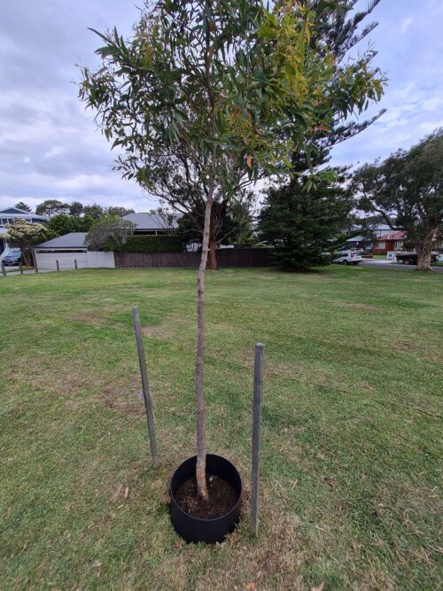 Water Saver Tree Surround Heavy Duty 3mm- Plastic Forests